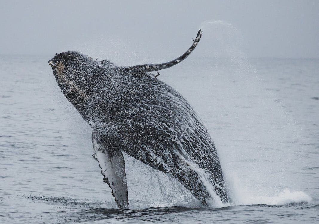 Avistamiento de Ballenas